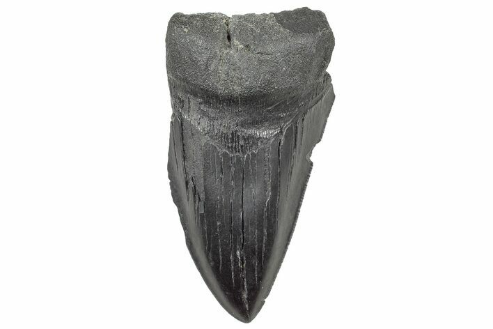 Partial Megalodon Tooth - South Carolina #320701